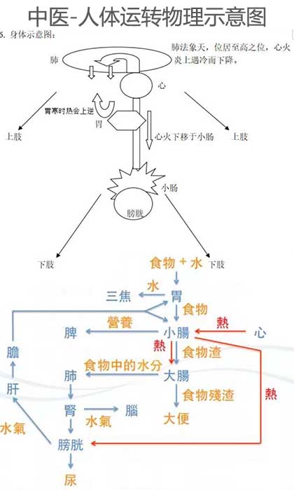 中医是物理医学，中医呼吸与脉博看速度、手热足热看温度、痛是压力、早上几点起床是时间，这些皆是物理条件，心里要有个图，黄帝内经「肺」法象天幕，天是越高越冷，全身唯有心脏不断地跳动，所以心脏定义为火，如果肺的功能很正常时，心火往下走，额头应该是凉的，手掌是温热的（心经与心包经走到掌上） 